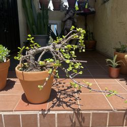 Bonsai Elephant Bush Succulent Plant