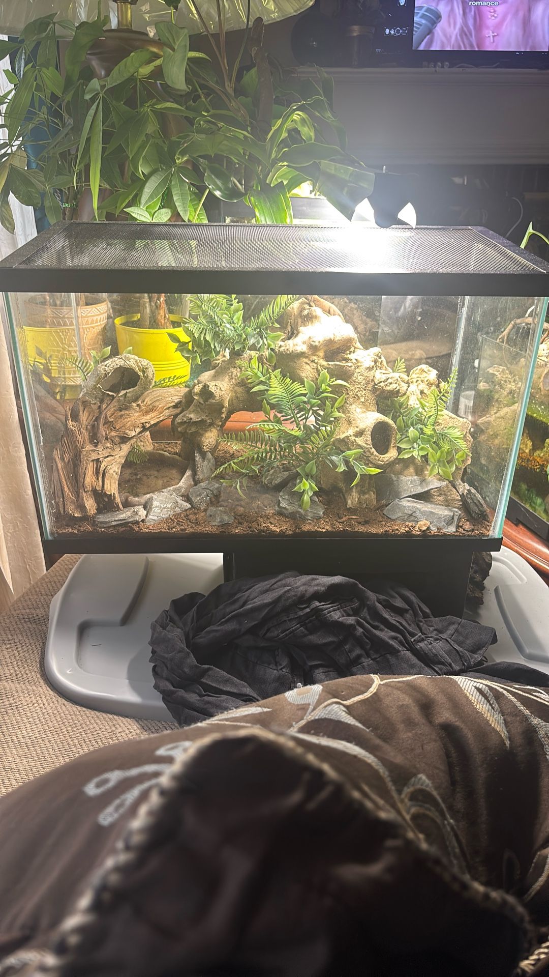 10 Gallon Terrarium