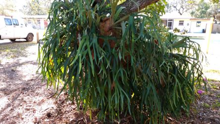 35 year old Elk Horn Fern