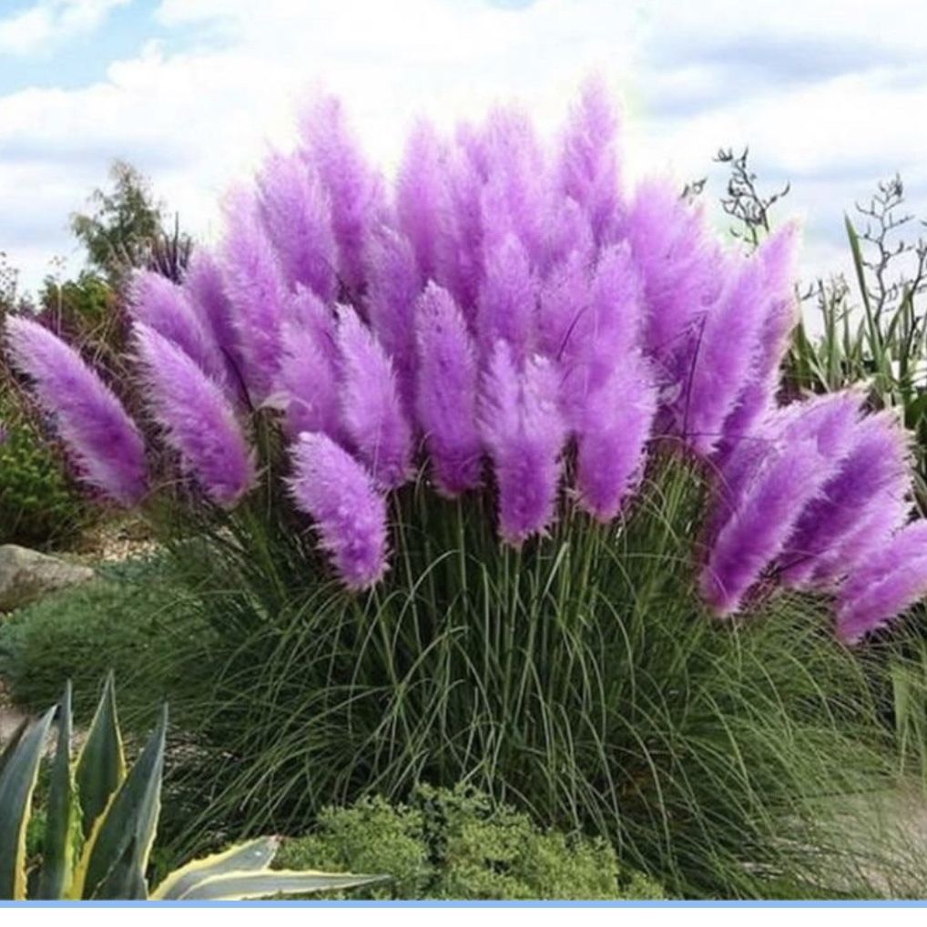 Purple Pampas grass 10 Plugs