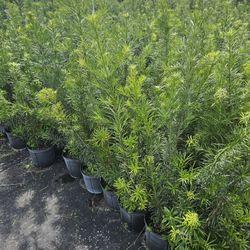 podocarpus  only 5.50 minimum qty 50+