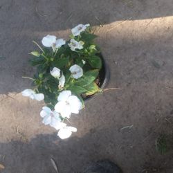 Beautiful White Flower Plant $6