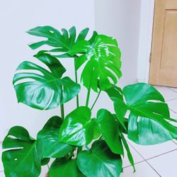 Split Leaf Cheese Plants/Monstera Deliciosa Plants - 2”10” Tall  - Indoor Plant  - Wicker Basket Not Including 