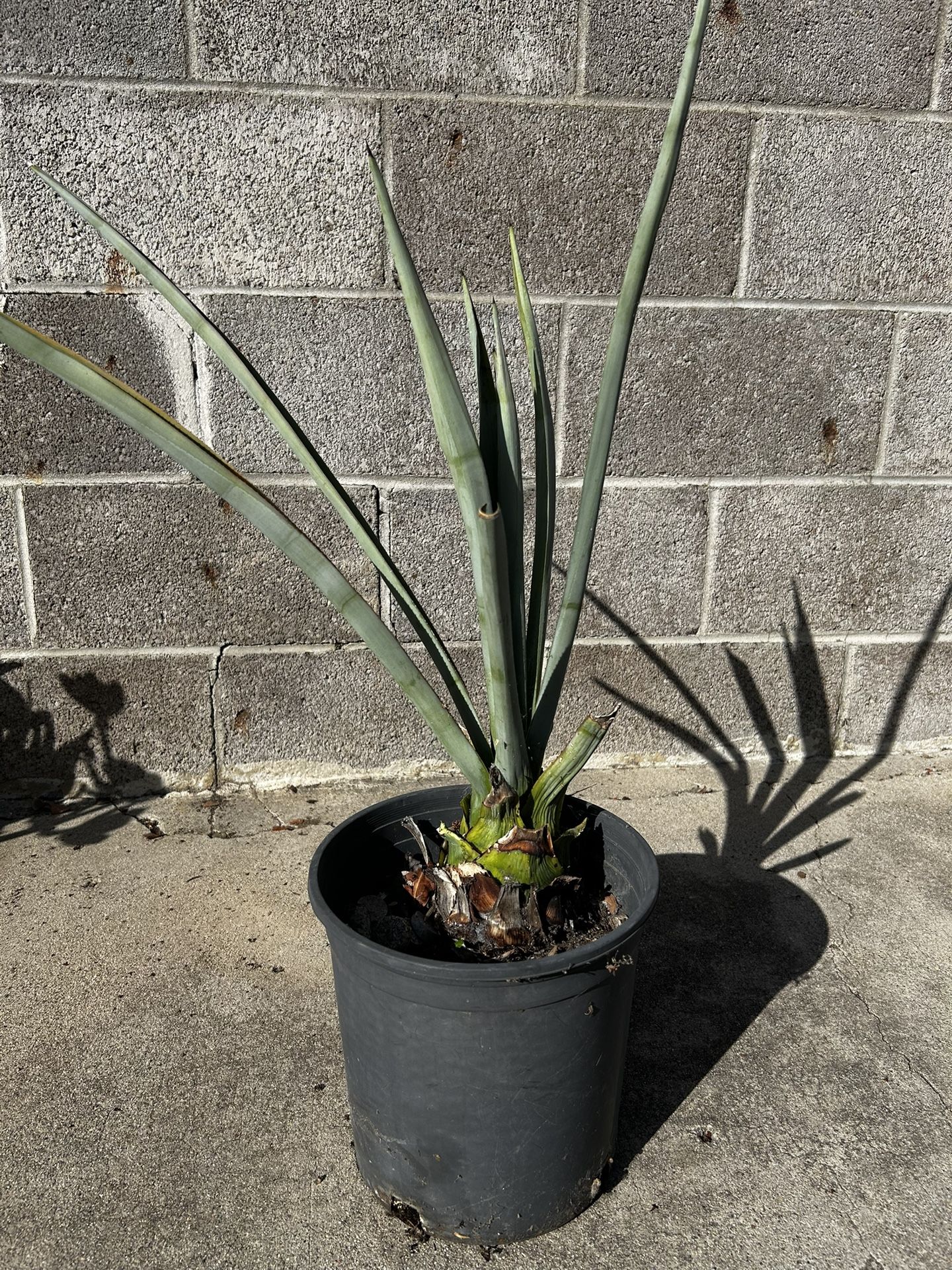 Weber Blue  (Tequila!) Agave 