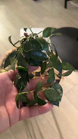 Hoya