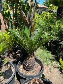 Sago Palm (cycas revoluta)