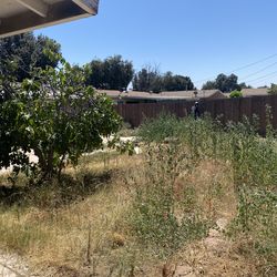 Yard -Trees and Palms