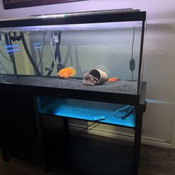 Fish Tank Aquarium 