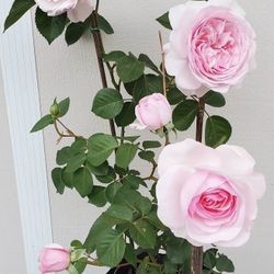 D.A. Rose Olivia 5 Gallons 