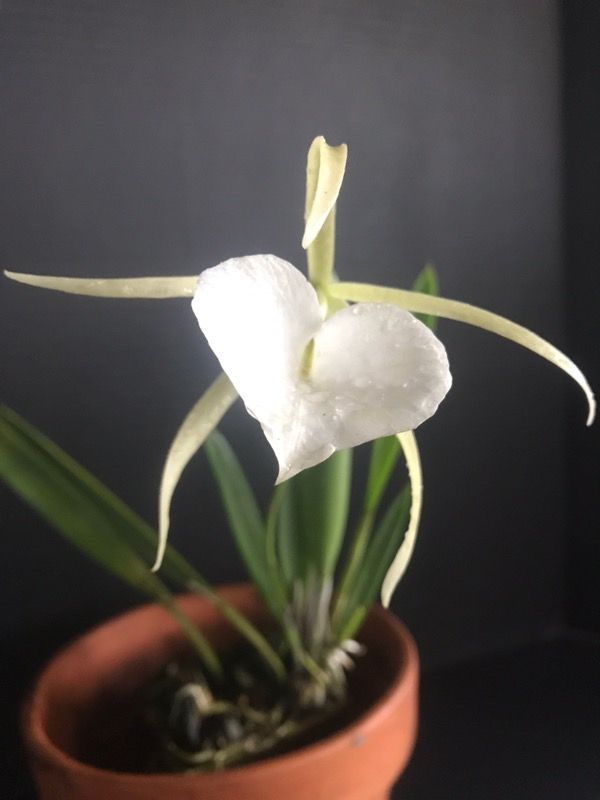 LADY OF THE NIGHT ORCHID