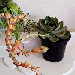 Living Plant 🌱Echeveria 'Green Pacific' on 7"H  Nersery Pot ::: Outdoor