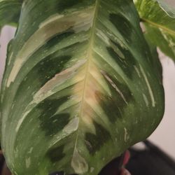 Varigated Maranta