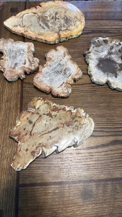 Petrified wood slabs polished
