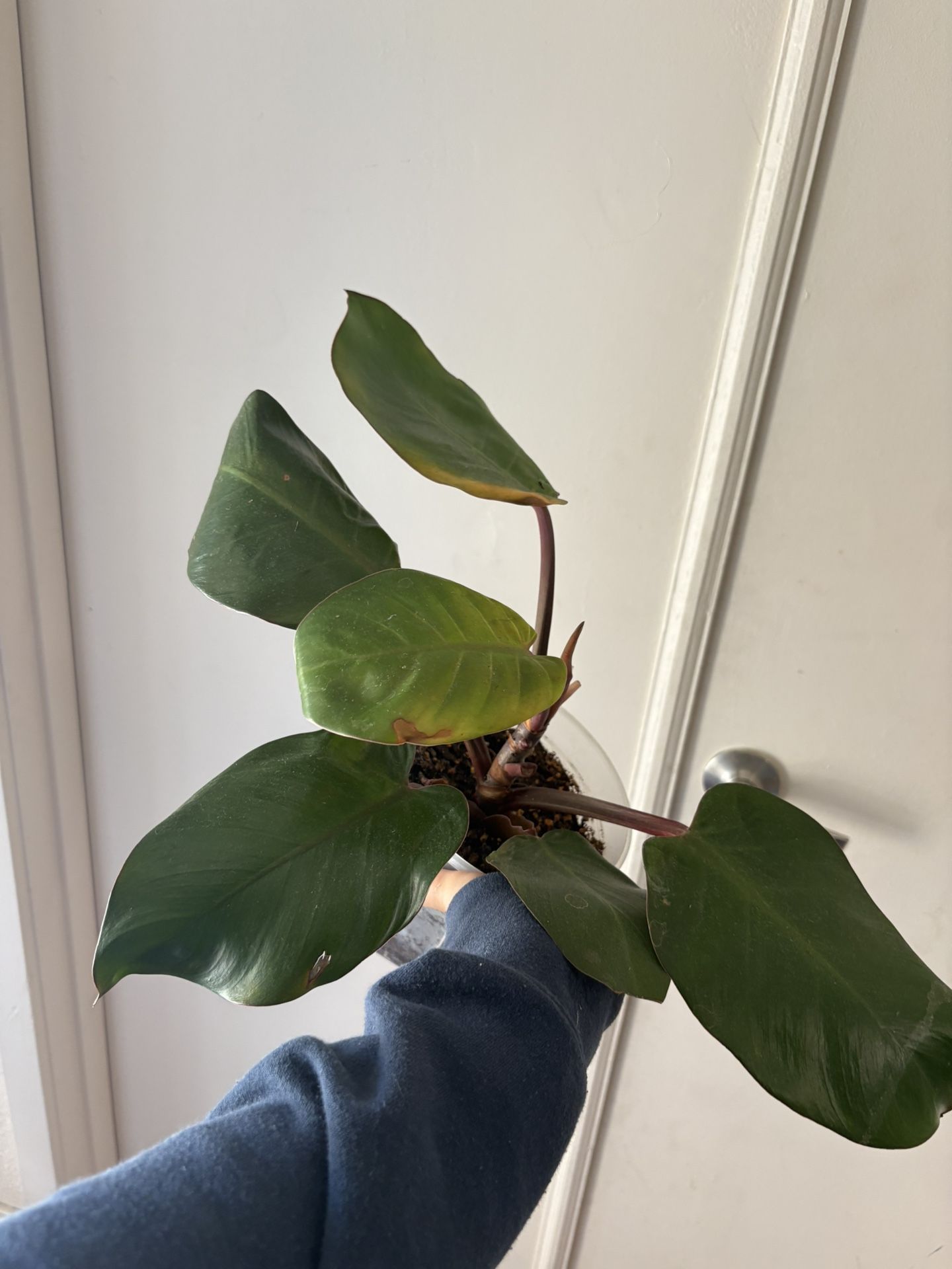 Red Glory Philodendron