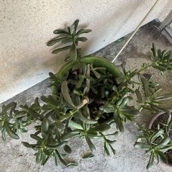 Jade Plant (Crassula ovata)