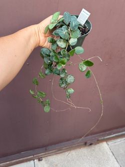 4” Hoya Mathilde splash soon to bloom