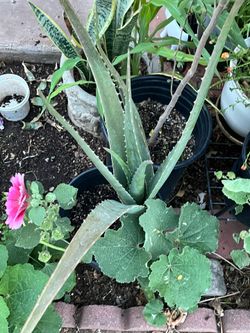 Aloe Vera Hollyhocks & Snake Plants