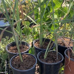 Lemongrass.  Xả Tím 8$ Pot