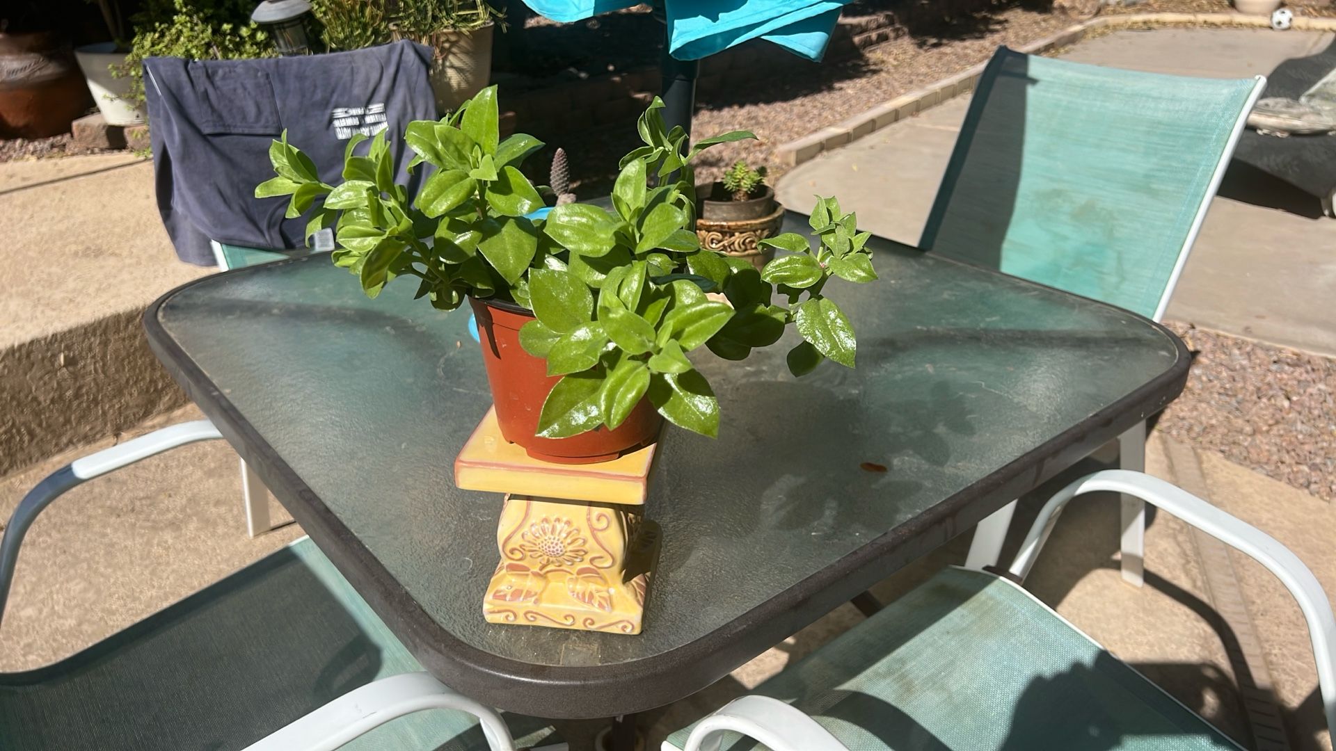 SUNNY. ROSE. FLOWERING. PLANT