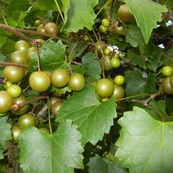 25 Muscadine Btonxe Grape Seeds