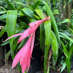Cleopatra Plants Earrings )Planta 