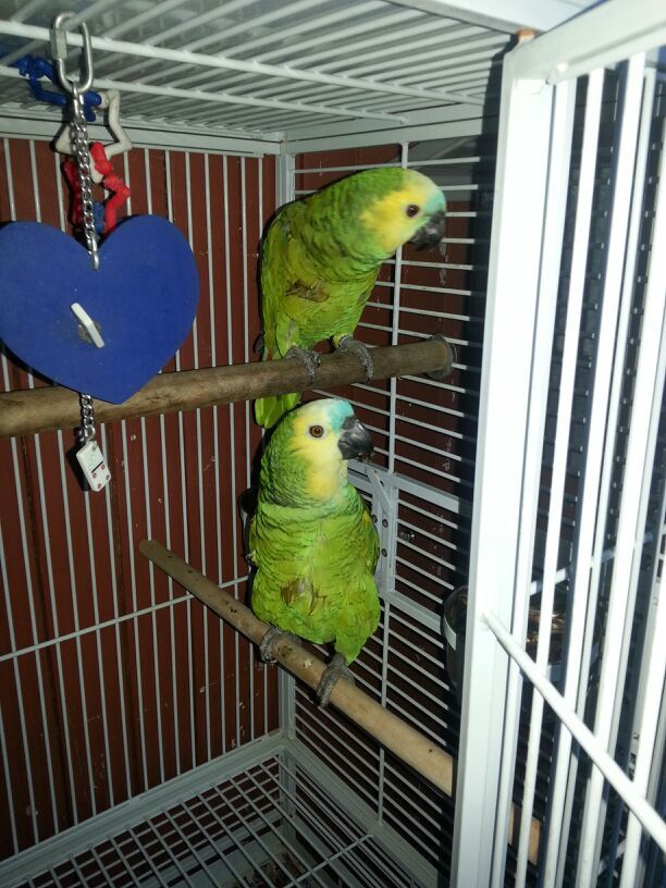 Blue Front Amazon Parrots
