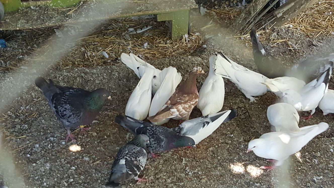 Pigeons for sale