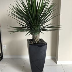 Decorative Plant 