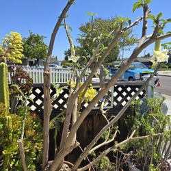 Extra Large Angel Trumpet Plant