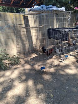 Rooster cage