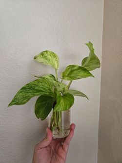 Live Plant