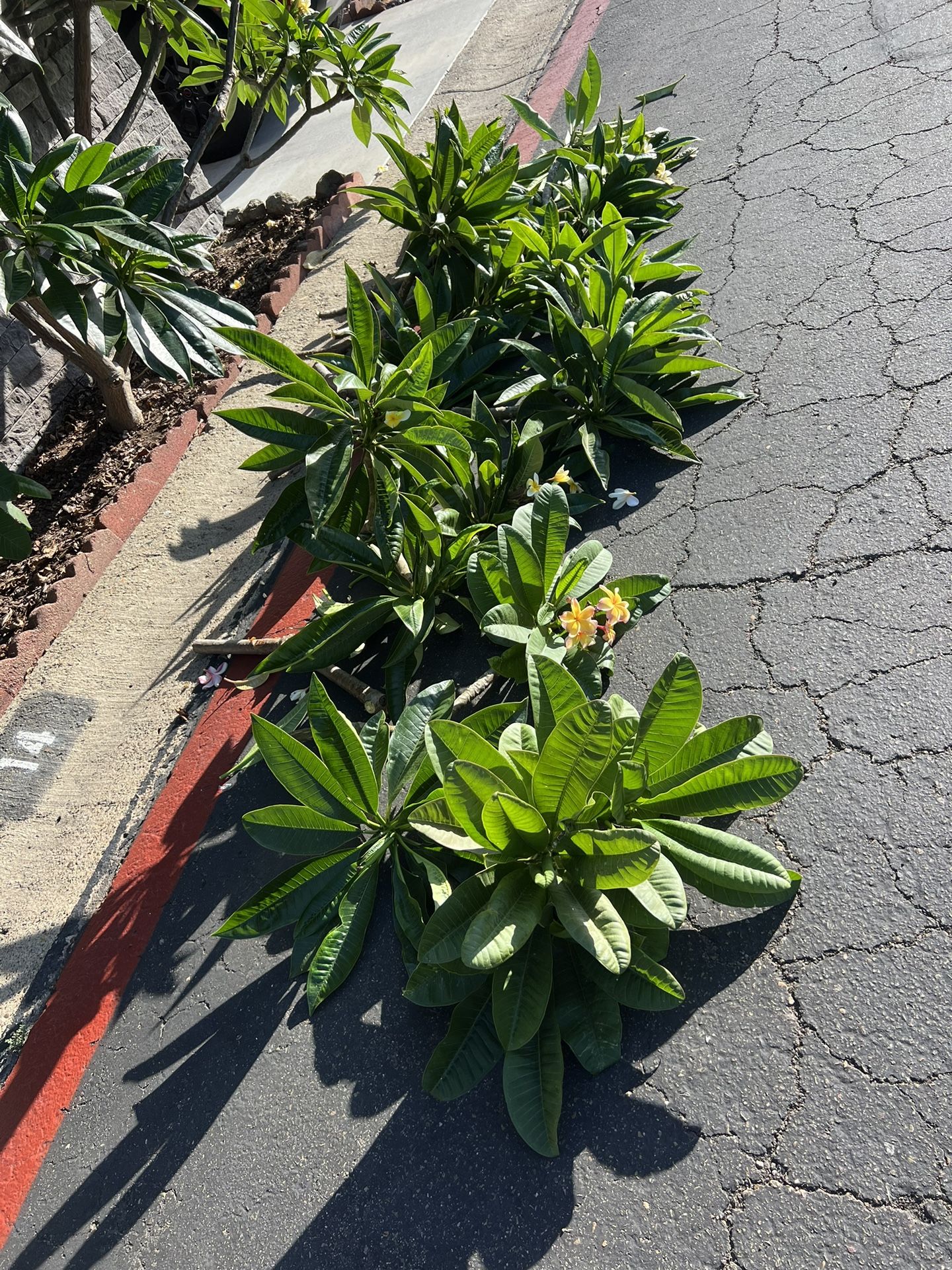 Plumeria Stalks