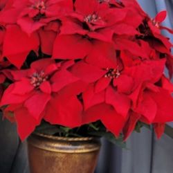 Artificial Christmas Poinsettia Plant
