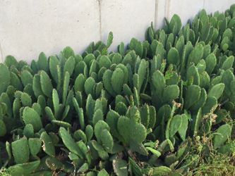 Cactus (Yes, in Illinois!) These are fun!