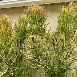 Succulents Plant Stems/Cuttings