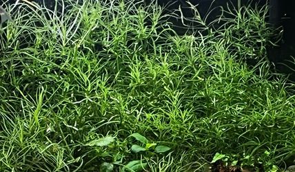 Pogo Stemon Water Plants