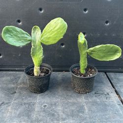 Cactus Plant Each One $10