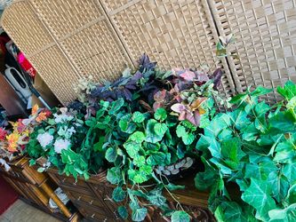Silk plants