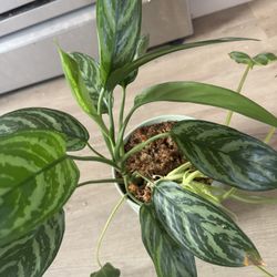 Chinese Evergreen & Burle Marx Philodendron 