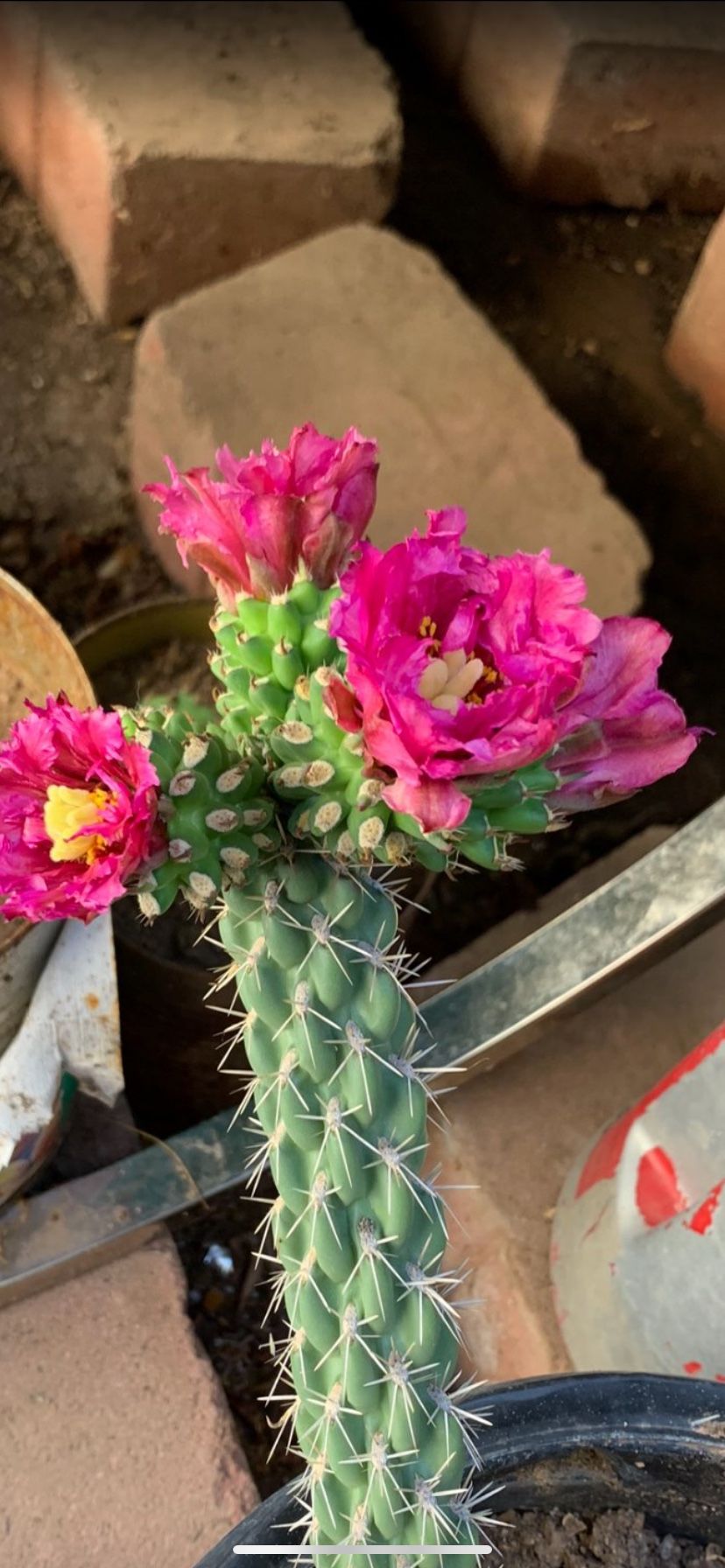 Cactus,Succulent,Plants $5 Each