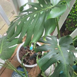 Monstera Plant