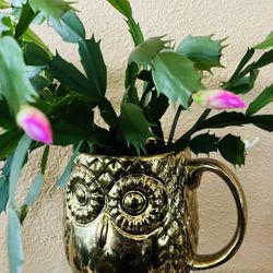 Beautiful Fuschia Christmas Cactus