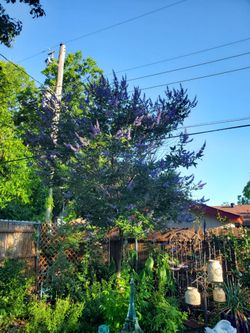 Chease tree