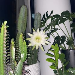 3.4ft Rare Cereus hildmannianus QUEEN OF THE NIGHT blooming cacti 