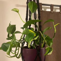 Magnificent Healthy Pathos Plant In Purple Glazed Pot With Macrame Hanger