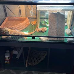 Set Up And A Bearded Dragon