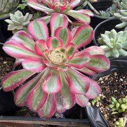 Aeonium 1 Gallon Pot 
