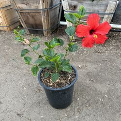 Hibiscus