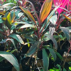 Red Sister 1gallon Y De 3gallon Diferentes Precios