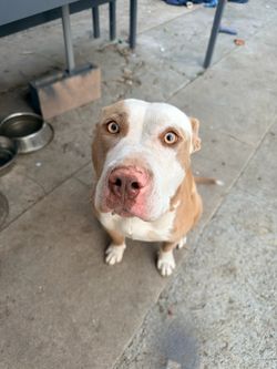 Free Pet , Food